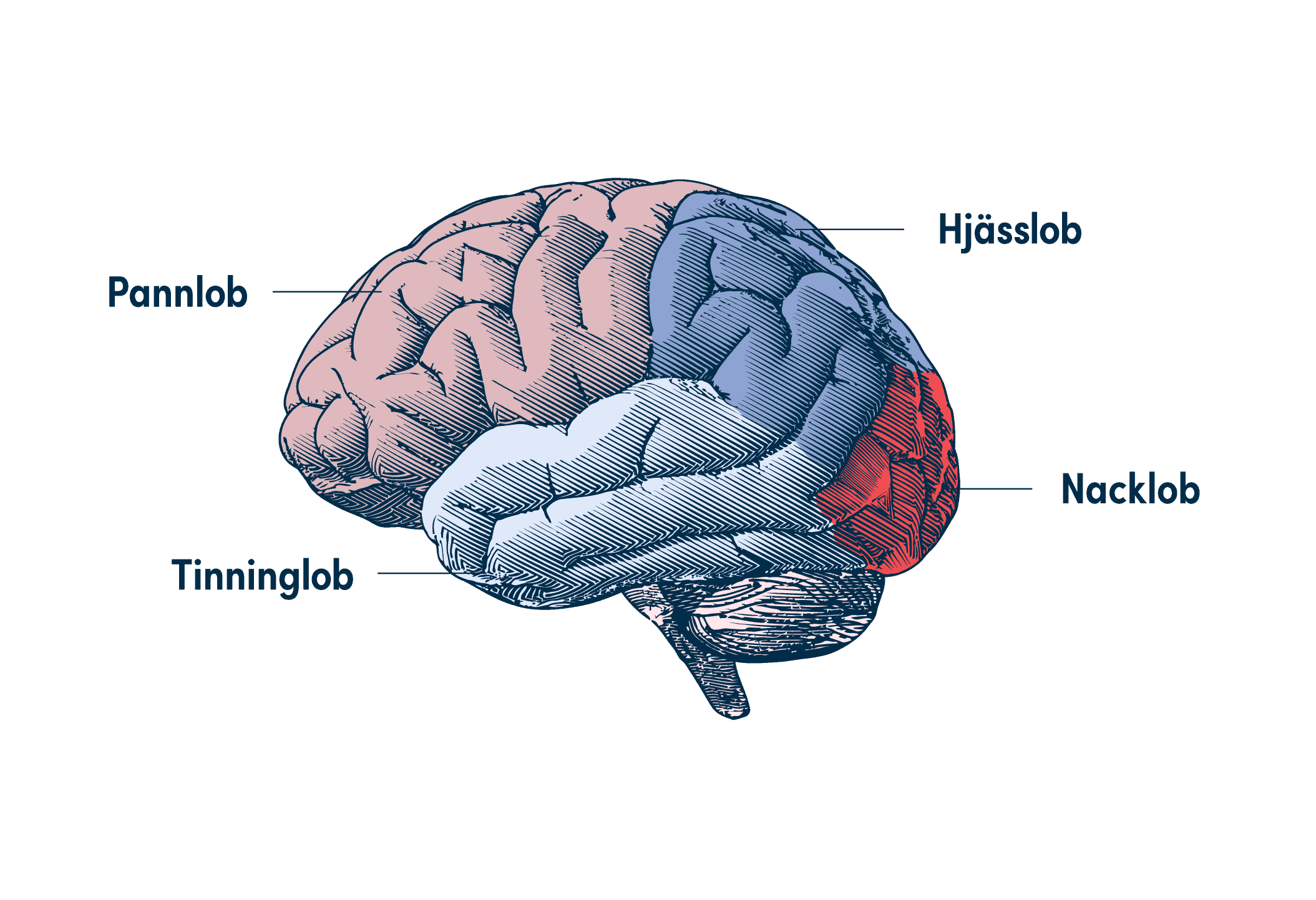 Illustration av en hjärna med färgade områden för "Pannlob", "Hjässlob", "Tinninglob" och "Nacklob."