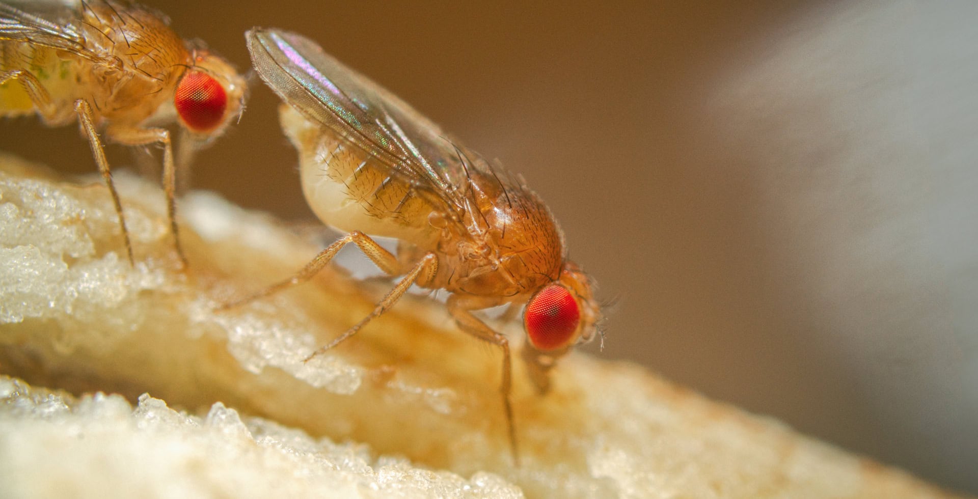 Närbild på en bananfluga.